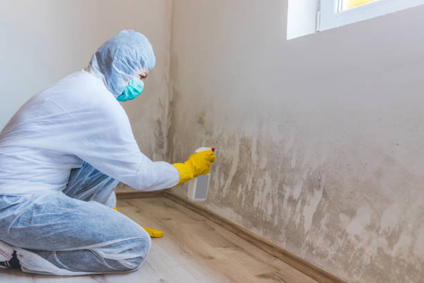 Licensed Mold Removal service in Falls Church, VA - WQB Mold Removal