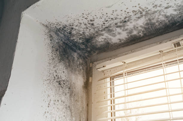 Affordable Mold Removal solutions in Falls Church, VA