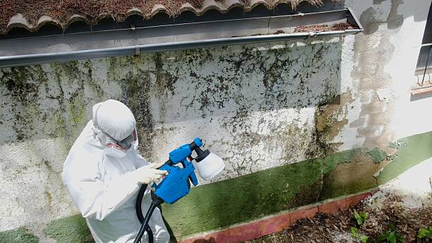 Top rated local Mold Removal specialists in Falls Church, VA